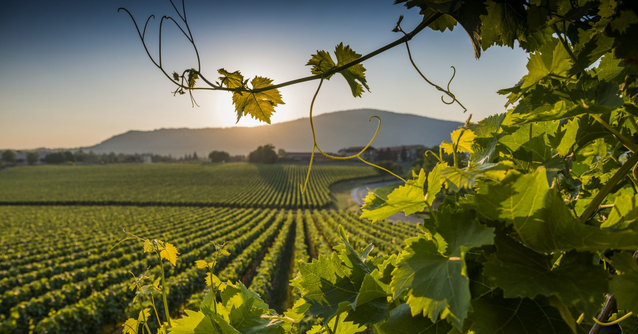 Cantine siciliane Cantine siciliane